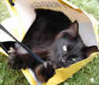 Cat in a bag